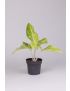 Aglaonema Mint Lemon