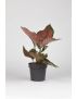Aglaonema Coral red 