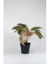 Aglaonema Spring red
