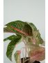 Aglaonema Spring red