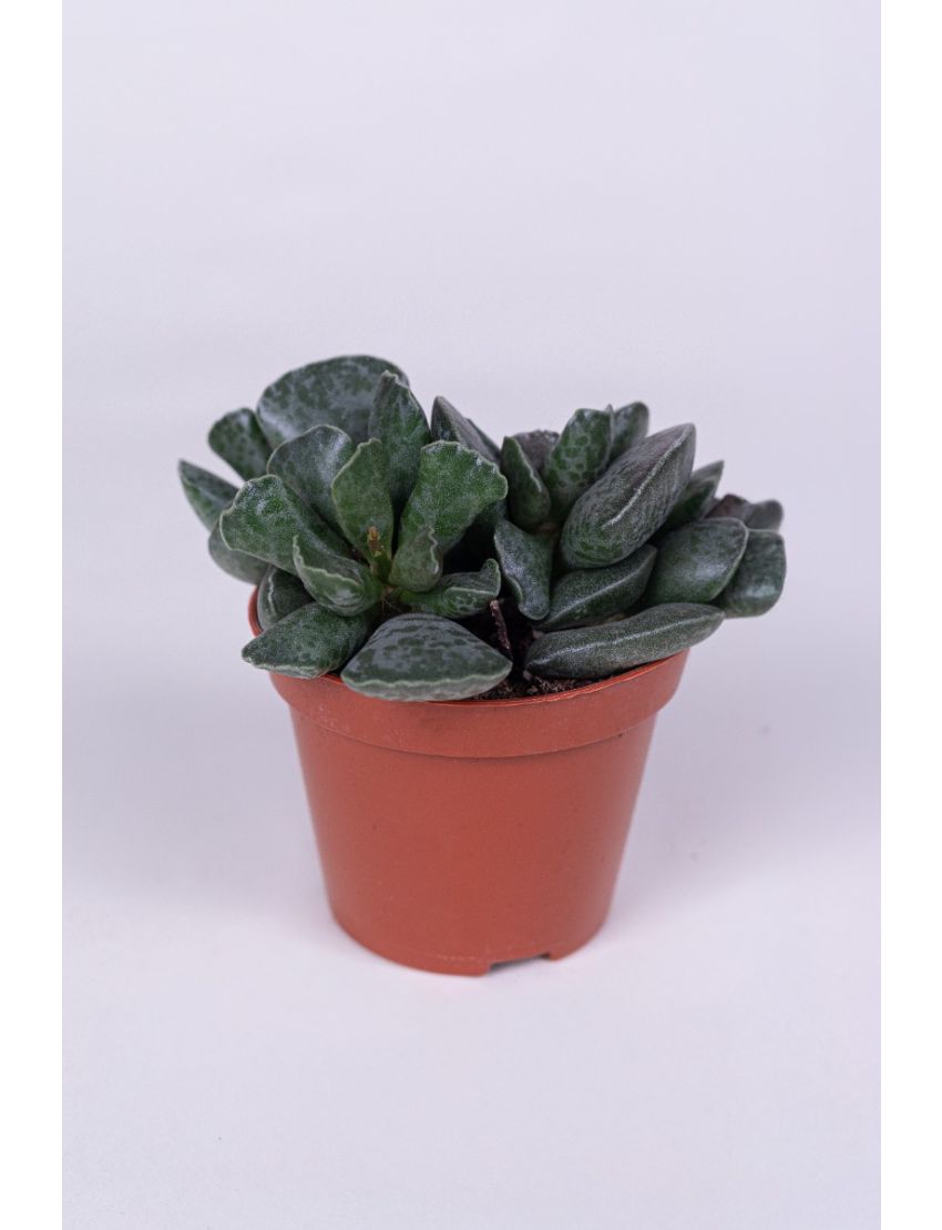 Adromischus cooperi ( Pata de tartaruga )