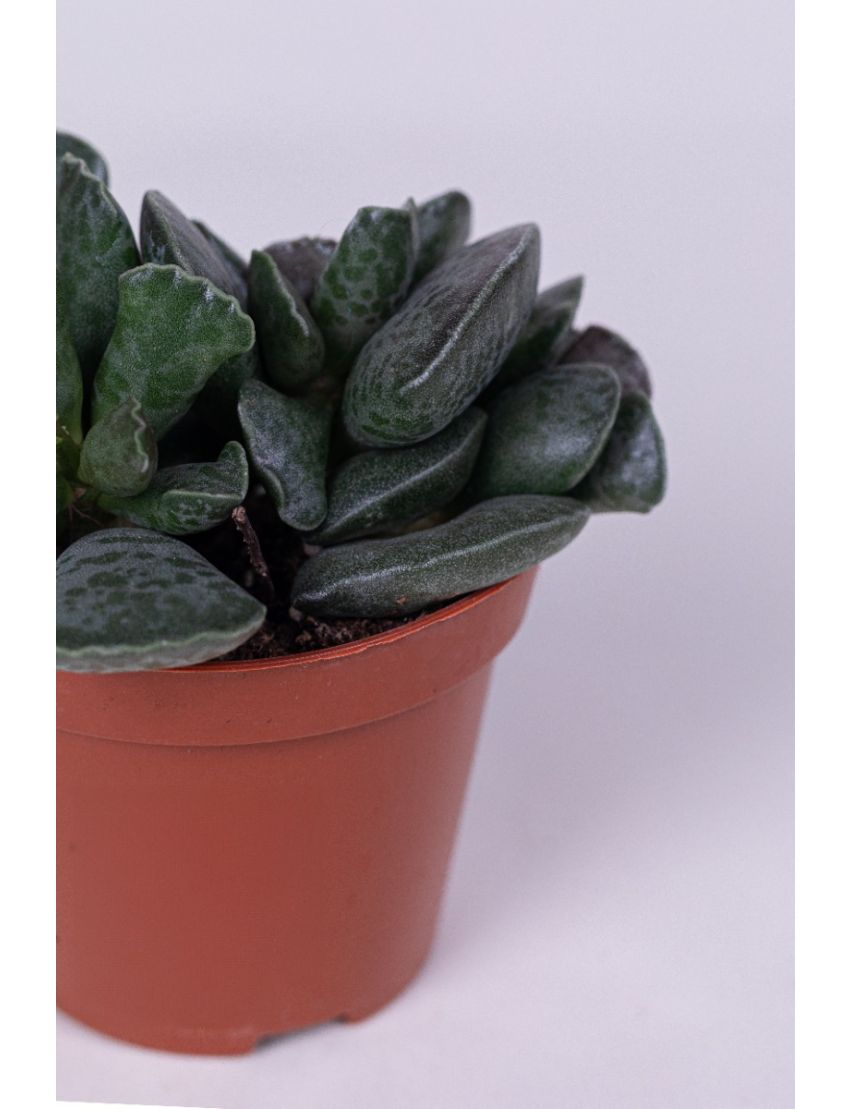 Adromischus cooperi ( Pata de tartaruga )