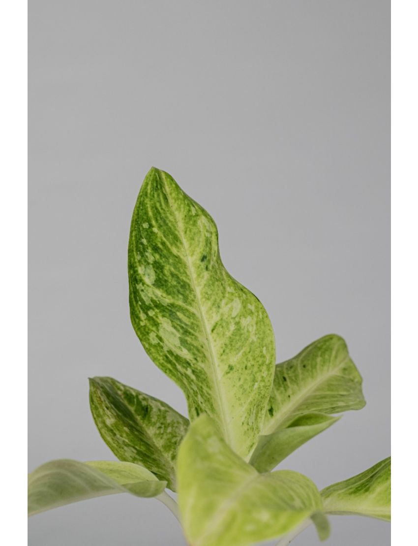 Aglaonema Mint Lemon