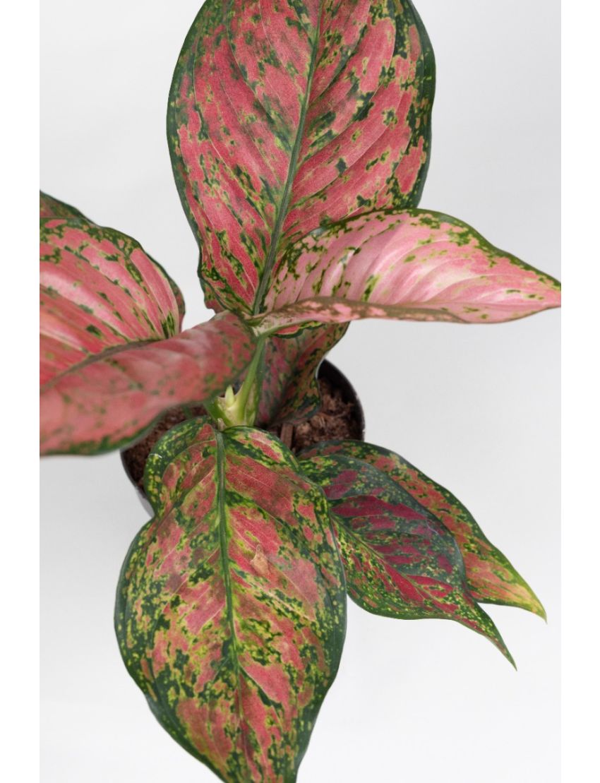 Aglaonema Coral red 