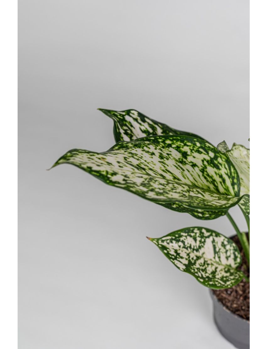 Aglaonema Ivory Jade