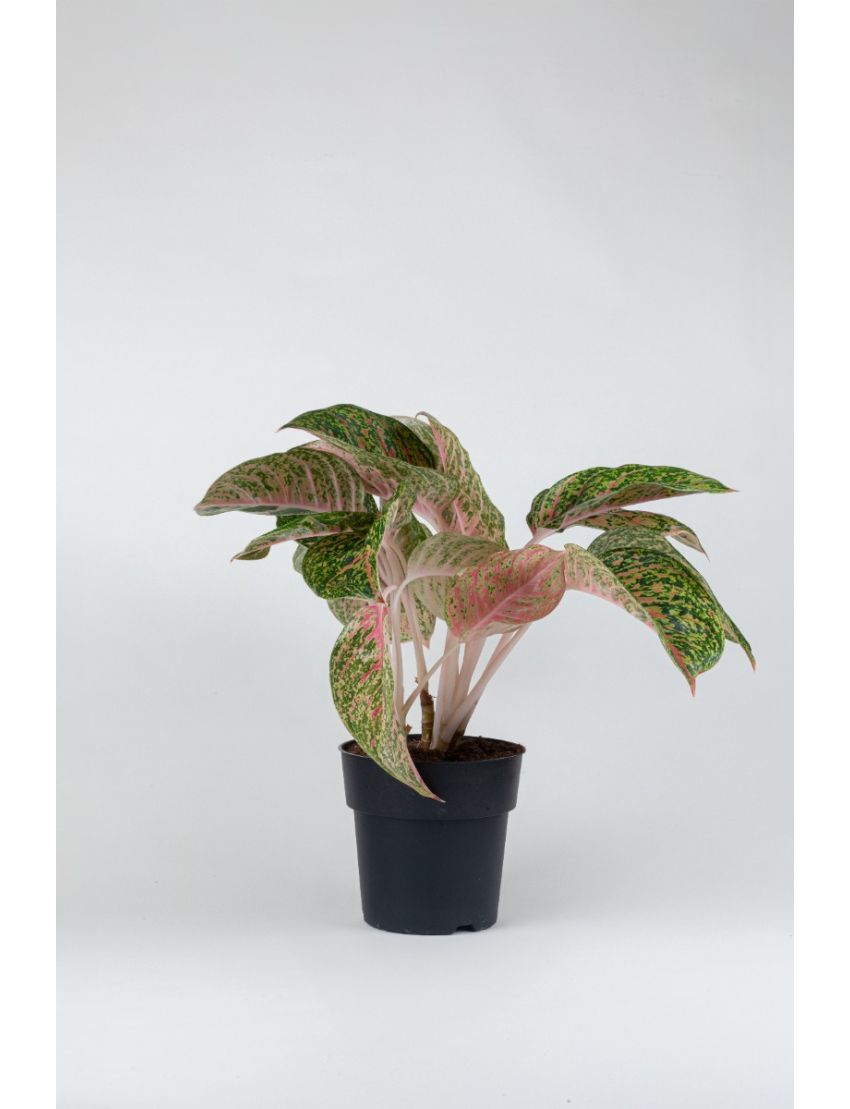 Aglaonema Spring red