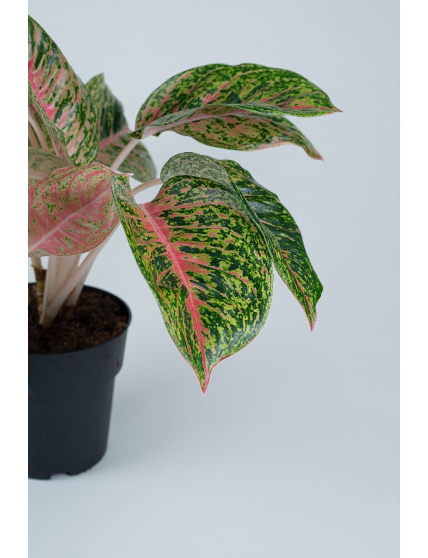 Aglaonema Spring red
