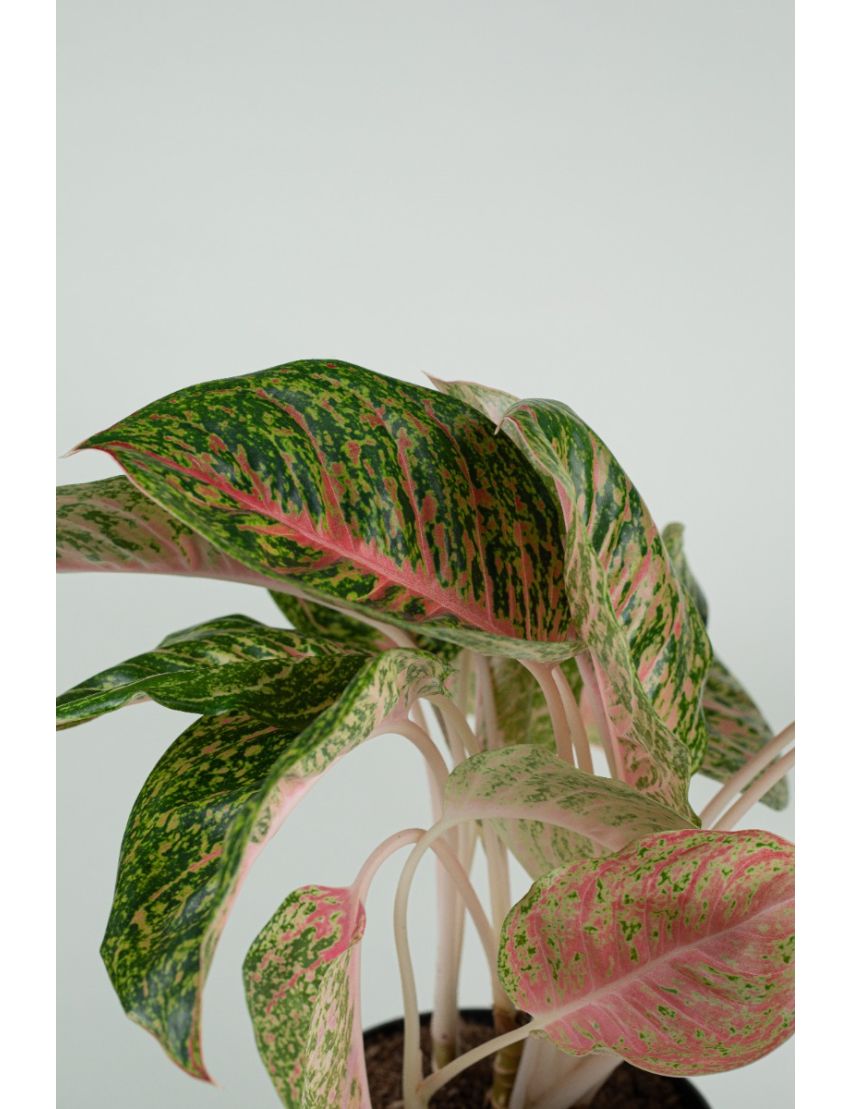 Aglaonema Spring red