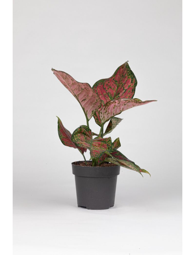 Aglaonema Coral red 